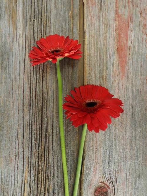 Wholesale Inferno Red Gerbera Daisy Delivered Online FlowerFarm